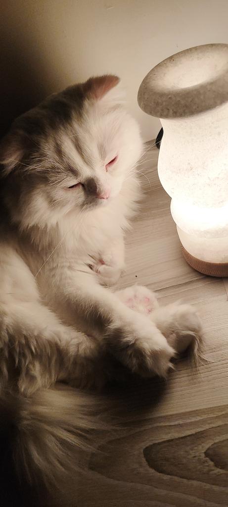 GulaySmn's tweet photo. Keşke bir kitap okumuş, bir kedi sevmiş olsaydınız.
Belki bu kadar kirletmezdiniz dünyayı.. https://t.co/UjnZG618II
