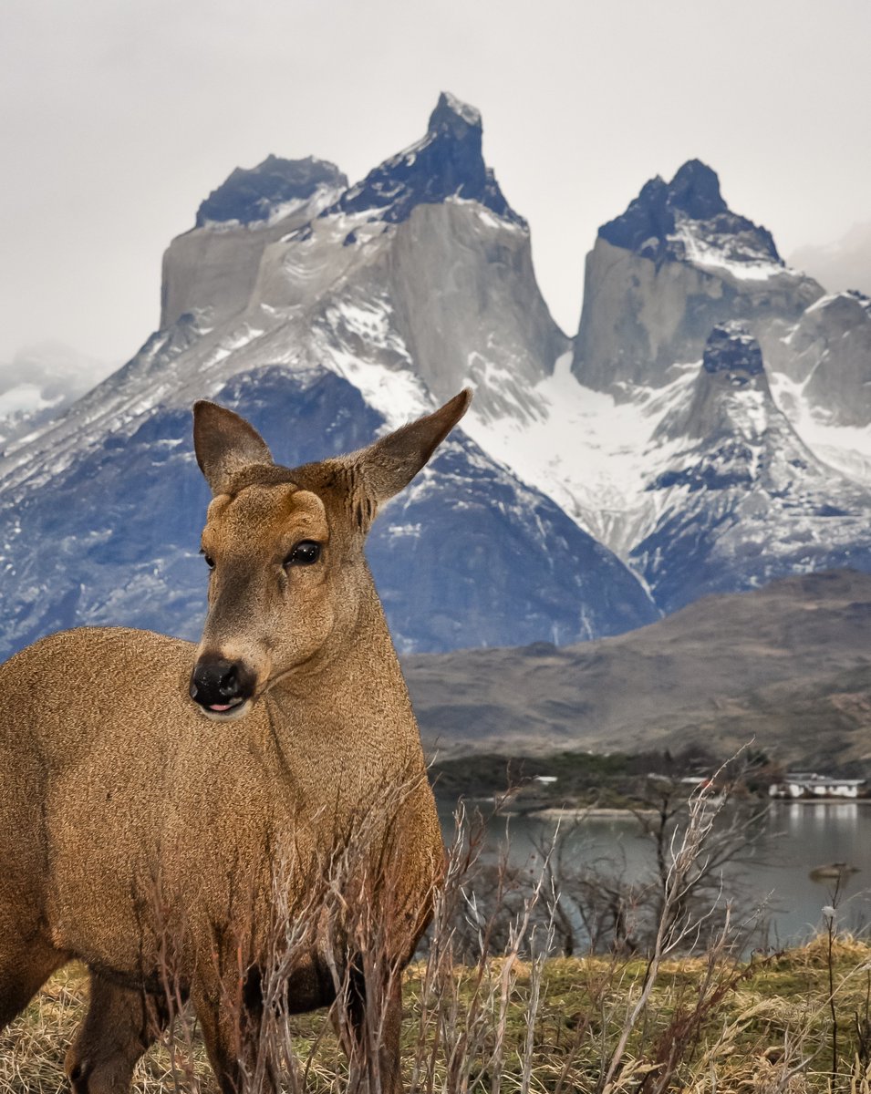 TodoPatagonia's tweet photo. 🌿🐾 Explorando las maravillas de la naturaleza en el Parque Nacional Torres del Paine. A. ¡Ven y descubre estos tesoros salvajes por ti mismo! 🏞️🦊🦅

#surdechile #southamerica #maravillasenchile #recorriendochile #torresdelpaine #puertonatales #chile_natural https://t.co/5mBLMpqChk