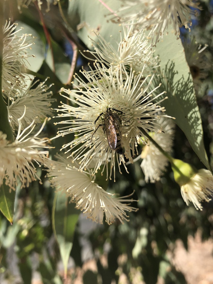 waspwench's tweet photo. Guess the Western Australian #eucbeaut I get to play with for the next few weeks 🐝 🤓😊
#pollinatorecology #pollinators #urbanecology #pollination #buzz #WesternAustralia https://t.co/lagT4xGFvi