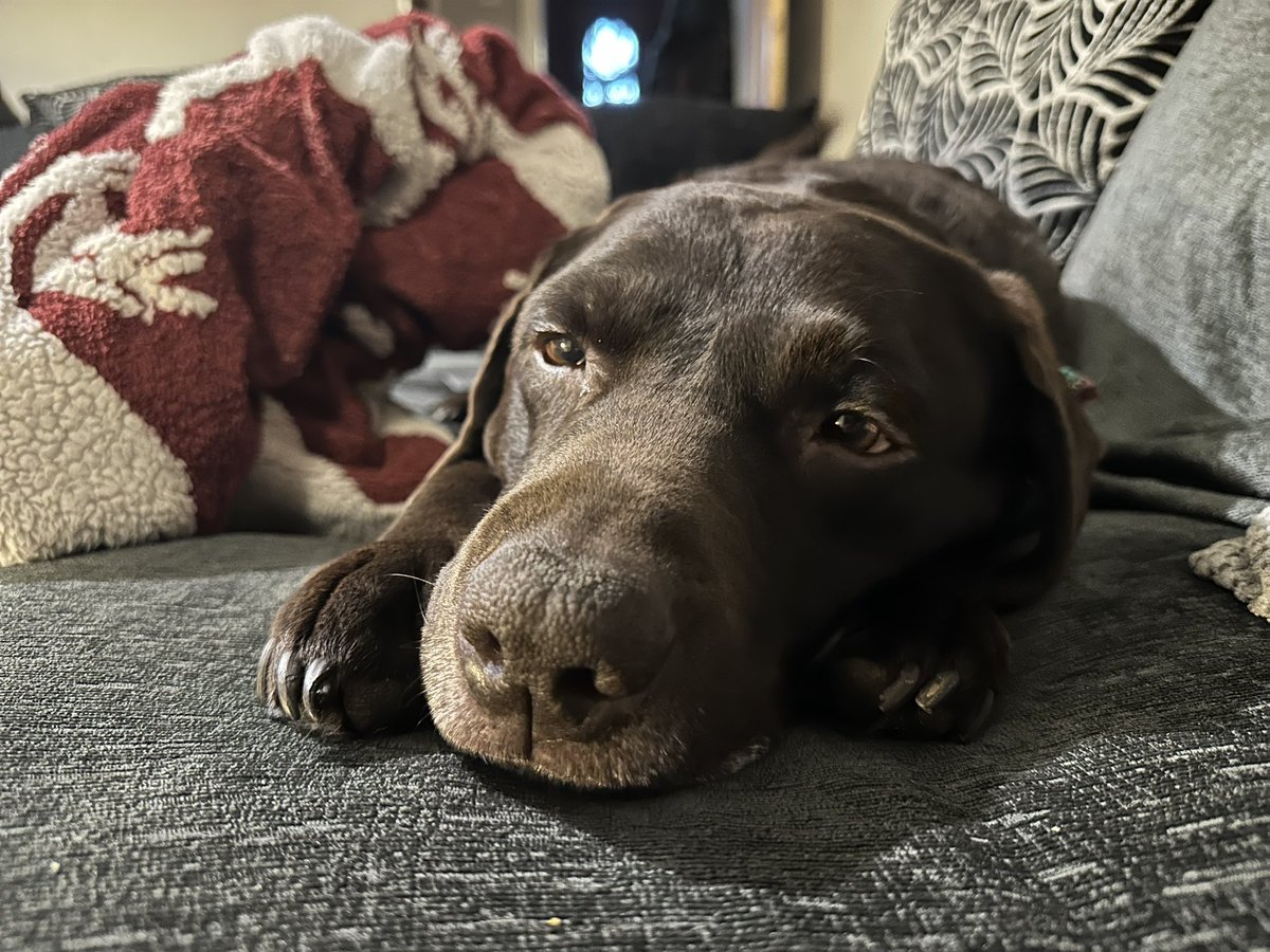 Bestest chocolate seal. Snuggles with boy 💙
