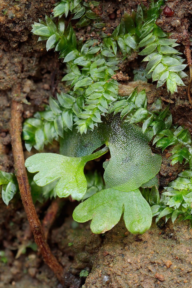前葉体から胞子体を出したばかりのヘゴ Cyathea spinulosa

自生地は鹿が多く、鹿に踏みつけられてしまうものが多いです。運よく大きくなっても、葉は鹿に食べられて枯れてしまいます。木生シダの姿になるのはむずかしそうですね。

2023.1.29 Shizuoka Pref. 190m alt.
EOSR7, RF100mm F2.8 MACRO