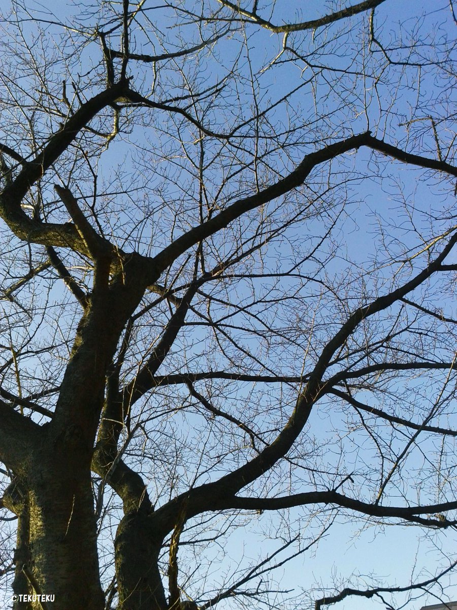 「てくてく写真・今日のソメイヨシノと青空② #空写真 #キリトリセカイ #phot」|TEKUTEKUのイラスト