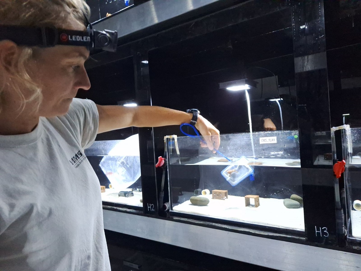 25 red handfish have arrived at IMAS Taroona in a rescue effort to get them out of hot water this summer🌅Scientists raised the alarm due to a predicted #marineheatwave which, with high air temps, could be a serious threat to the species’ existence🤿 bit.ly/Handfish-rescu…