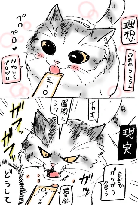 理想と現実 #猫