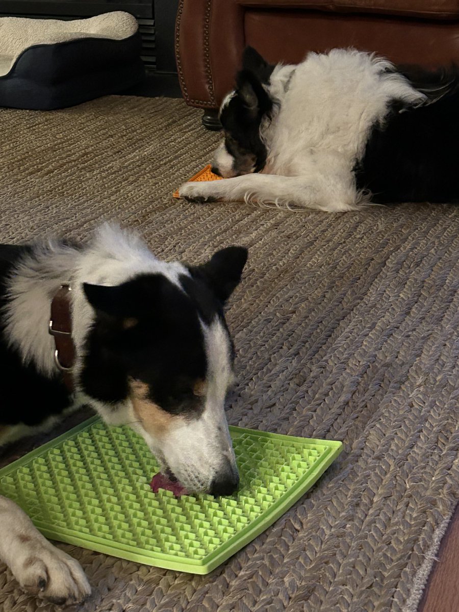 We both love ⁦@lickimat⁩!  Leftover grated cheese is our favorite! 

#bordercollie #lickimat #happypet #petenrichment