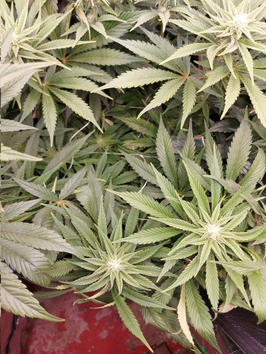 Ju_bps's tweet photo. 🌲🌲 GG4 Sherbet FF - @Fast_Buds
🗓🗓 Day 77 since seeds - Flo + 4 Week
💡💡 #FC3000 from @MarsHydroLight @Coco_Pan2022 

#WinPs5Contest #Growdiaries #smartgrowsystem #6inchfankit #marshydro #Mmemberville #growyourown #weedsmokers #WeedLovers #CannabisCommunity #cannabisgrower https://t.co/mTqpnGDyLB