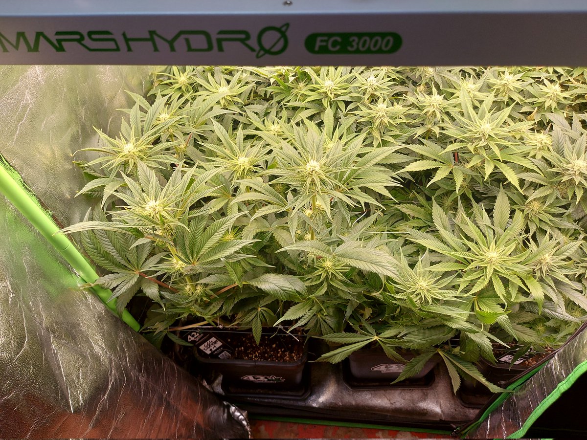 Ju_bps's tweet photo. 🌲🌲 GG4 Sherbet FF - @Fast_Buds
🗓🗓 Day 77 since seeds - Flo + 4 Week
💡💡 #FC3000 from @MarsHydroLight @Coco_Pan2022 

#WinPs5Contest #Growdiaries #smartgrowsystem #6inchfankit #marshydro #Mmemberville #growyourown #weedsmokers #WeedLovers #CannabisCommunity #cannabisgrower https://t.co/mTqpnGDyLB