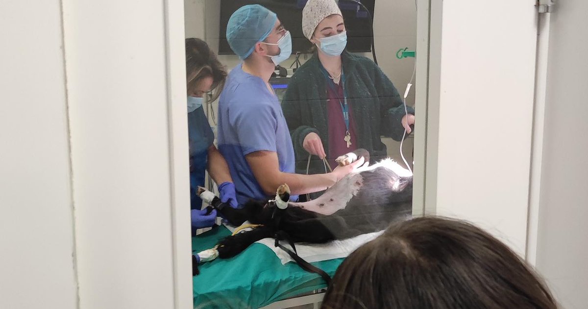 IES_Rodanas's tweet photo. Un grupo de alumnos y alumnas de 1° de bachillerato visitó la @FVeterinariaUZ donde les explicaron los estudios que se ofertan y las salidas laborales. Después pudieron ver algunas de sus instalaciones.
#ciencias #veterinaria #estudiarciencias #bachillerato #iesrodanas https://t.co/Sf0WP1WX1A
