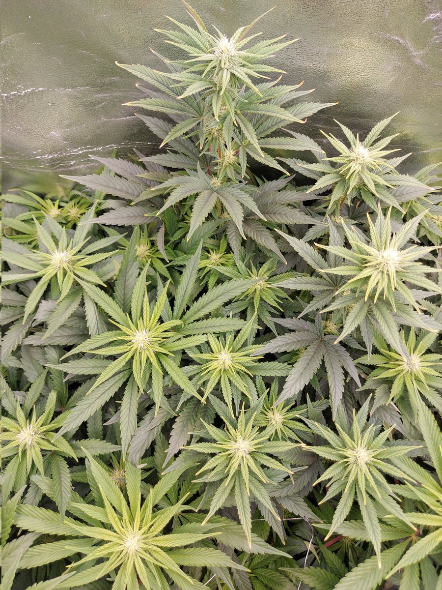 Ju_bps's tweet photo. 🌲🌲 Gorilla Cookies FF 🦍🍪 - @Fast_Buds
🗓🗓 Day 84 since seeds - Flo +3
💡💡 #FC3000 from @MarsHydroLight @Coco_Pan2022 

#WinPs5Contest #Growdiaries #smartgrowsystem #6inchfankit #marshydro #Mmemberville #growyourown #weedsmokers #WeedLovers #CannabisCommunity #cannabisgrower https://t.co/9XLqLcmmhA