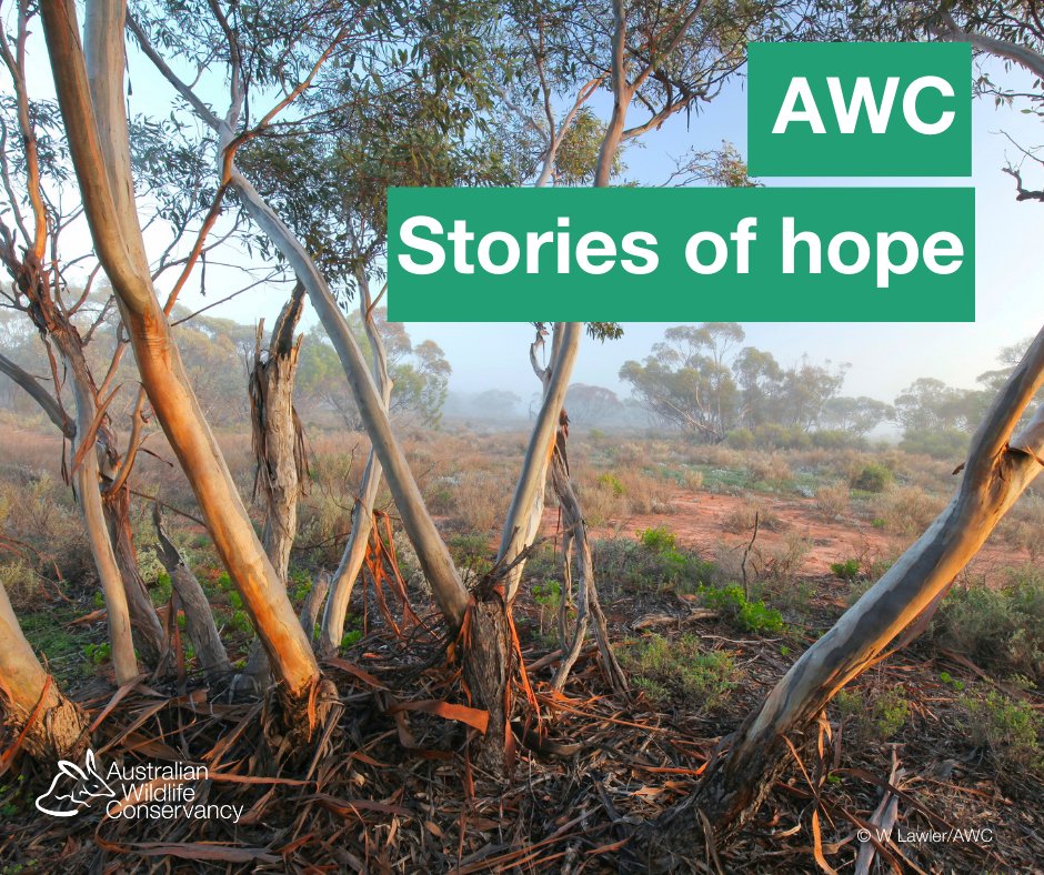 awconservancy's tweet photo. Positive conservation stories to end another month π
We're breaking up your newsfeed with a few of the top AWC field stories we shared this month.
Which is your favourite story? Let us know in the comments π
#AWC #ConservationOptimisim #AWCInTheField #PositiveNews https://t.co/LfRCxLLh1K