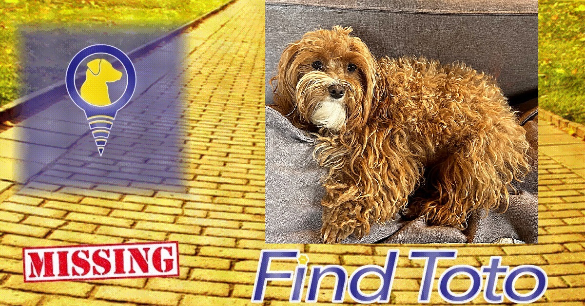 😢#Lost Dog Alert - #Bellevue, WA!

#Missing near 145th Ave SE and Kelsey Creek Rd
Pine Nut - Small mix breed Doodle, strawberry blonde, white chin, with a bobbed tail
#dog #lostdog #missingdog #founddog #LostandFoundPets #lostpet #missingpet
findtoto.com/lost-pet/14405…