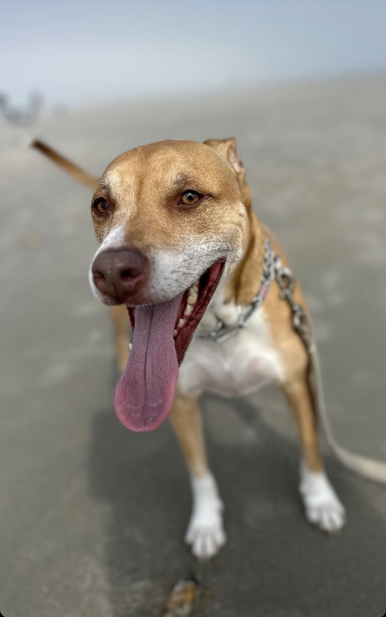 smartroz's tweet image. #ShelbyDog and #TyTy send you love ❤️ at the loss of beloved @Crosbydoggy