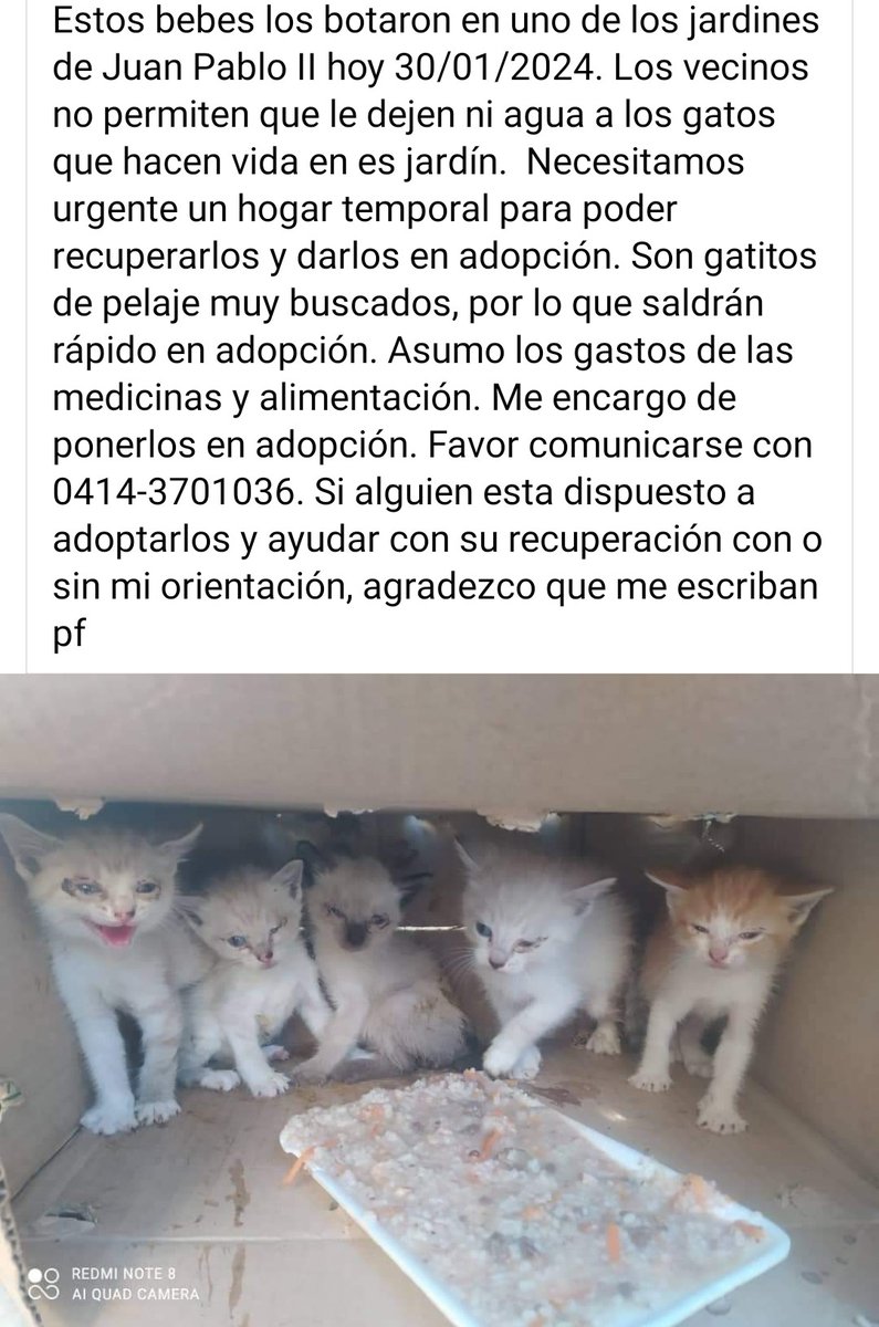 URGE hogar temporal para estos pequeñitos,  Caracas