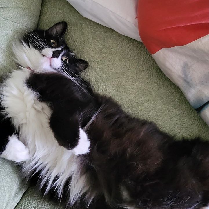 (=｀ェ´=)