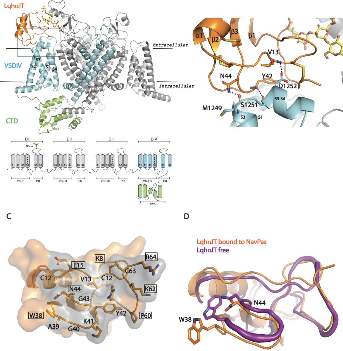 Scorpion α-toxin LqhαIT specifically interacts with a glycan at the pore domain of voltage-gated sodium channels | bioRxiv

biorxiv.org/content/10.110…