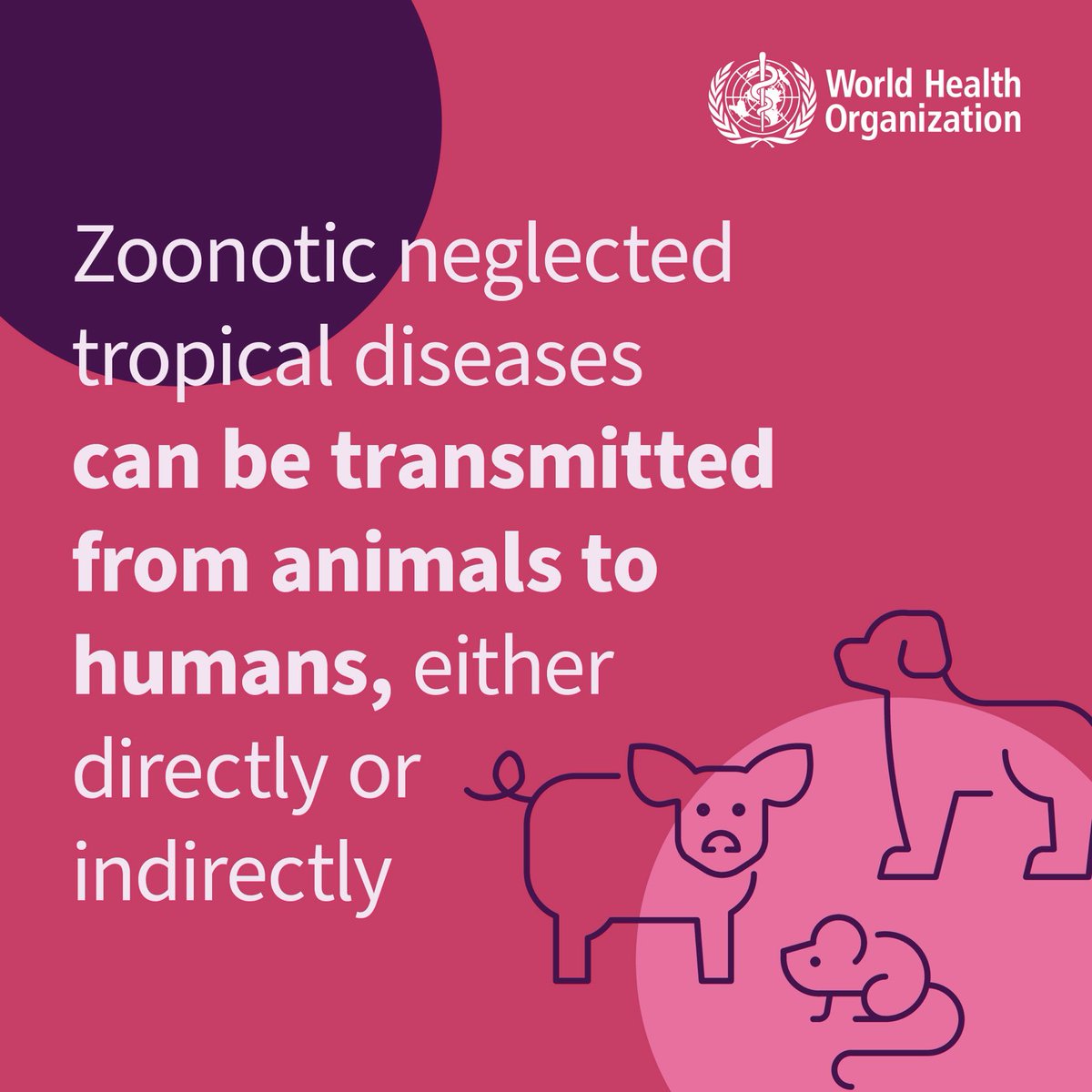 Zoonotic neglected tropical diseases can be transmitted from animals to humans either directly or indirectly. 

#WorldNTDDay