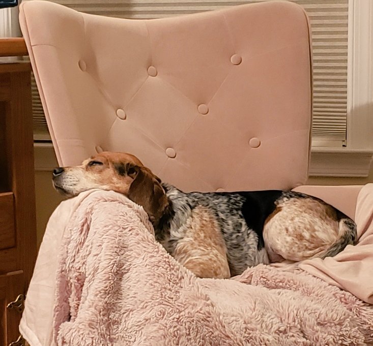 SweetSundaebeagle (@sundaebeagle) on Twitter photo Mommy's chair?
Not any more!
Bliss.
<a href="/beaglefacts/">Beagle Facts</a> ๐พ๐ฅฐ๐จ #dogsoftwitter #beagles #AdoptDontShop Mommy's chair?
Not any more!
Bliss.
<a href="/beaglefacts/">Beagle Facts</a> ๐พ๐ฅฐ๐จ #dogsoftwitter #beagles #AdoptDontShop