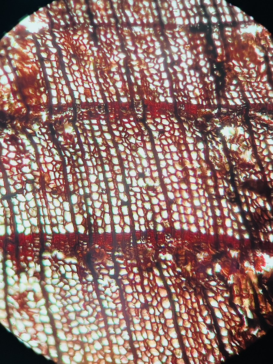 Ellen Bergan tweet media