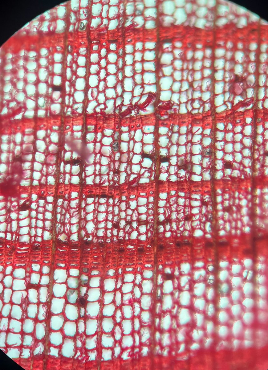 Ellen Bergan tweet media