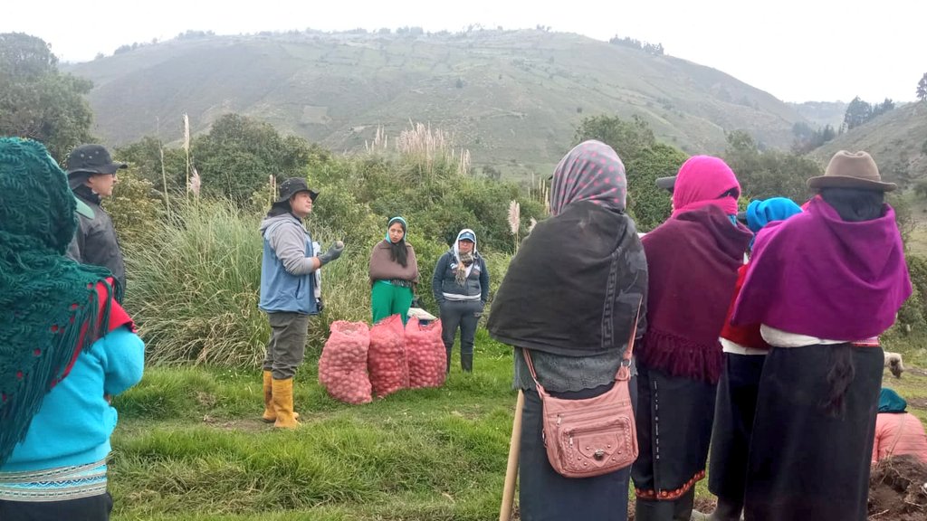 Agricultura_CZ3's tweet photo. #Chimborazo| Impulsamos la producción de calidad🥜. Con técnicos de la Unidad de Semillas, Fepp y el Gobierno Parroquial de #Cebadas capacitamos a cinco comunidades y realizamos la siembra de seis campos de multiplicación de semilla de papa,variedad súper chola👩🏭🌱#ElNuevoEcuador https://t.co/2LGKoAJ7Wt
