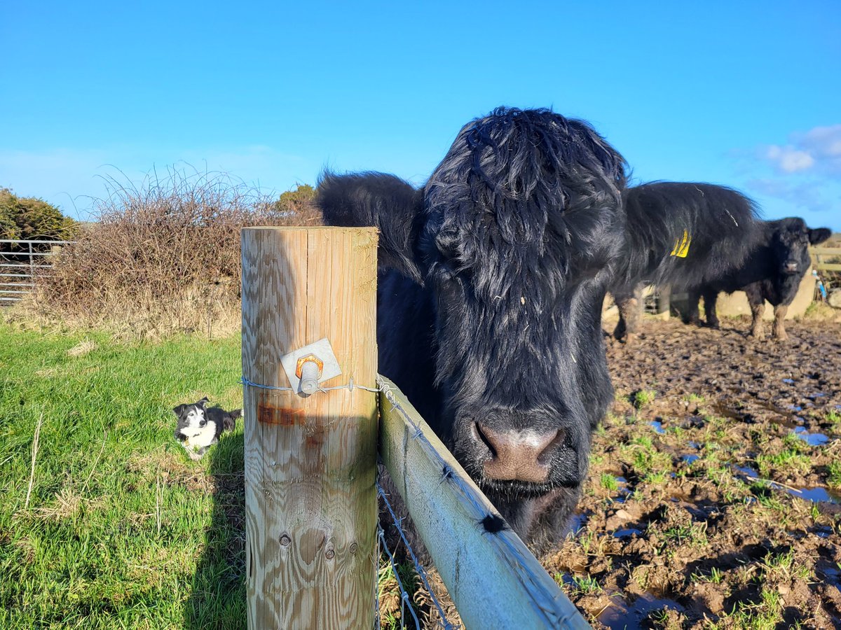thebugfarmUK's tweet photo. With all this rain, the grass really is greener on the other side of the fence! Barney wants to be on the other side of the fence. Alfie does not want Barney to be on the other side of the fence! @muchlovedcalf #cows #WelshBlackCattle #WelshBlacks #TheBugFarm https://t.co/wPCsZcwGix