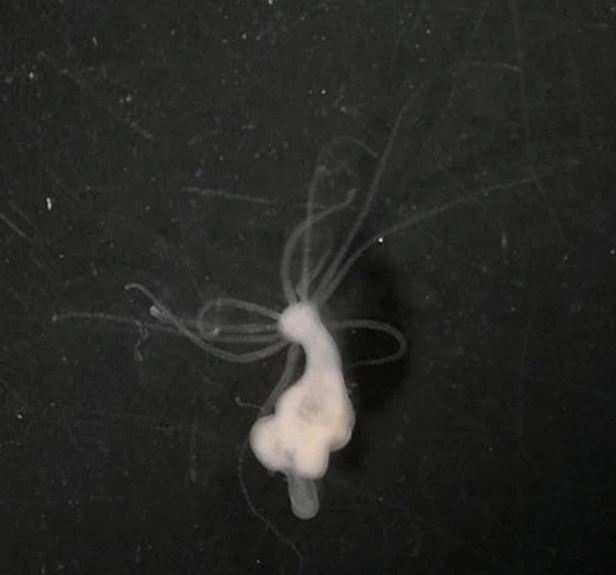 Featured on L'UM La Science podcast, Sophie Tissot, a doctoral candidate from our CANECEV international laboratory, delves into her research exploring the influence of nutrition on the development of cancers (recently published in <a href="/SciReports/">Scientific Reports</a>).

umontpellier.fr/articles/a-lum…