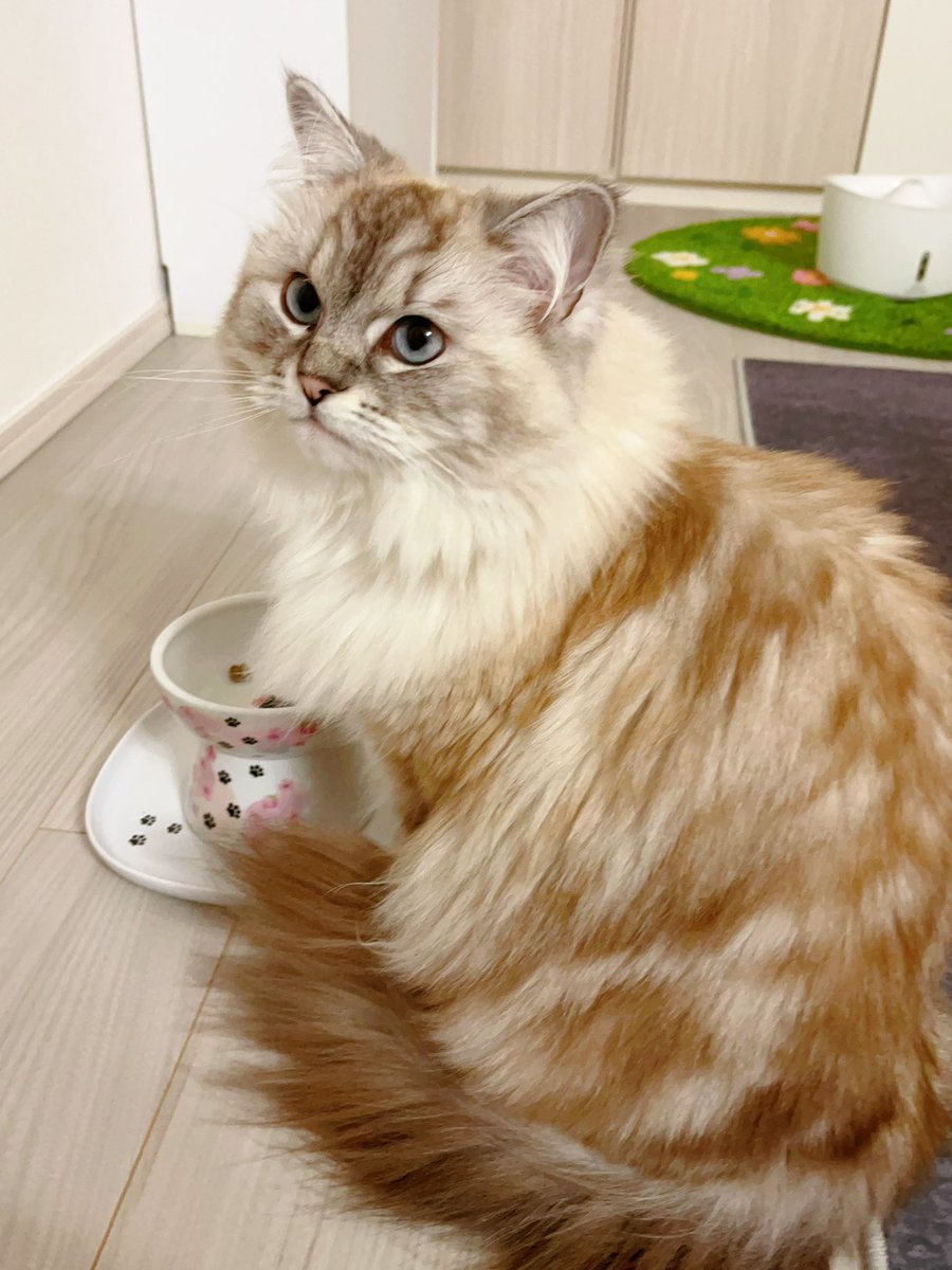ご飯待ち🥺
お体だいぶ茶色みを帯びてきました。首周りだけは白。いつもお父さんとお母さんのいいところ取りだねーって褒めてます。お父さん🐈は見たことないけど笑　
#ラグドール