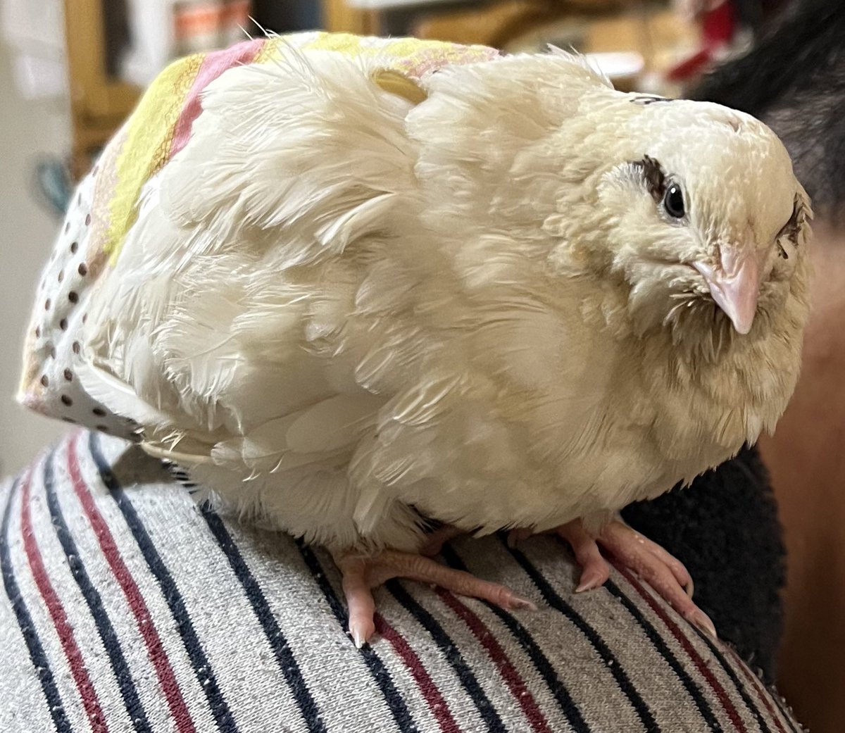 送料無料キャンペーンは今日の16:00までだウズ❗️
お父さんの肩が大好きだウズ❗️

#トリトレット
#トリトレットミニ
#鶏
#うずら
#鳥用おむつ
#ペット
#室内飼育