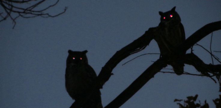 CLIOFORB3S's tweet photo. ㅤㅤㅤ
ㅤㅤㅤ𝐓𝗨𝗥𝗡𝗢 𝐅𝗘𝗖𝗛𝗔𝗗𝗢 🦉
ㅤㅤɯıth. . . @doveliebriar @ATHENAW1SDOM @JLIENCH @blcknicolas 
ㅤㅤㅤ https://t.co/k0vfJnfY2C