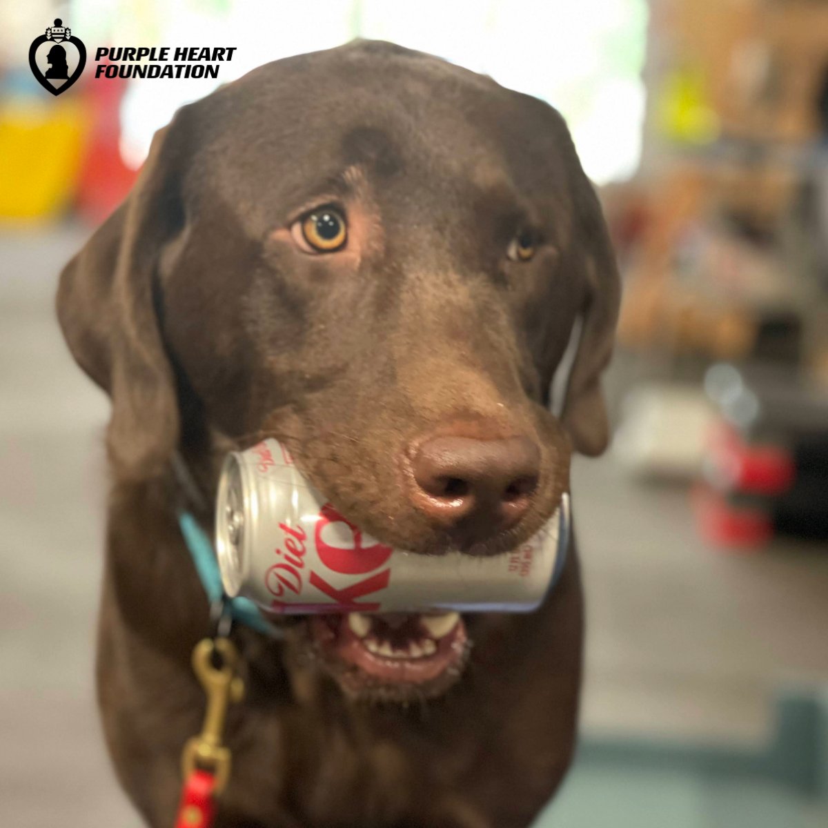 Tuesday is Clay Day! As Clay continues to grow and learn through his Service Dog training, he is attaining new skills. For example, he is now learning to retrieve objects, that will be beneficial for Clay’s future Veteran. purpleheartfoundation.org/services/