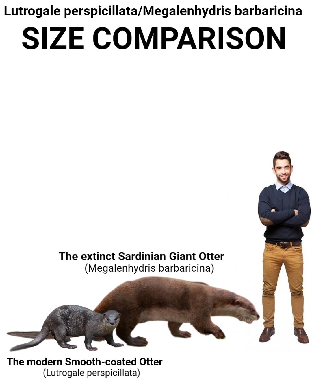 Giant River Otter Size Comparison Otter Of The Sea Vs. Giant River