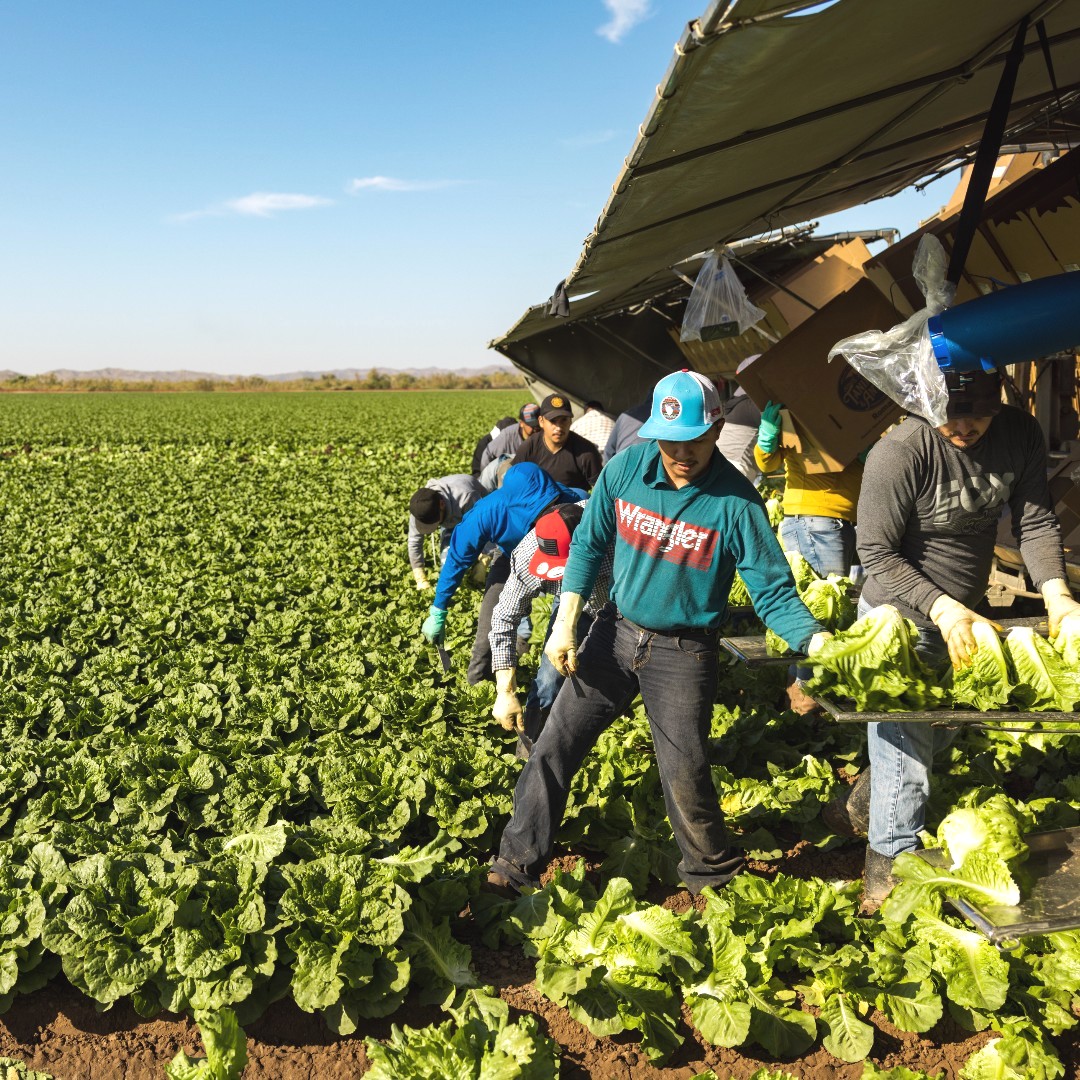 taproduce's tweet photo. Did you know that all of our premium fresh produce is harvested by hand & packed fresh in the field? Our employee owners work hard & diligently to ensure that only premium quality fresh produce makes its way to you ππ₯
#freshproduce #farming #agriculture #azgrown #farmtofork https://t.co/mIisjMIRmm