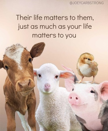 Vegan Future tweet media