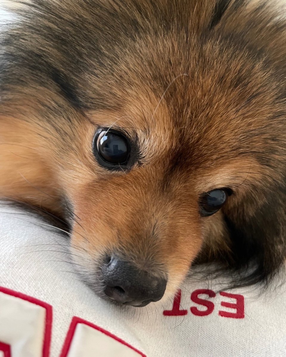 The pup has gone from being Velcro to being superglue!

I explained to him that we were moving. He’s still processing. He’s anxious and doesn’t want me too far out of his sight. 

Poor baby.