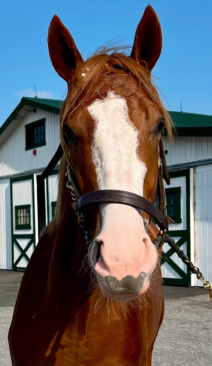 marymcdermott15's tweet photo. We sure do have some color out at @GMP_Farm right now! The color these sires pull are amazing!
😍🐴 💜
#blazes #Yoshida #liamsmap #mshawish https://t.co/xGYSan4K03