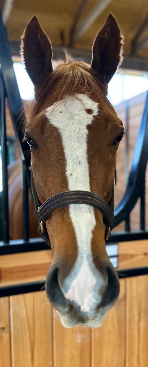 marymcdermott15's tweet photo. We sure do have some color out at @GMP_Farm right now! The color these sires pull are amazing!
😍🐴 💜
#blazes #Yoshida #liamsmap #mshawish https://t.co/xGYSan4K03