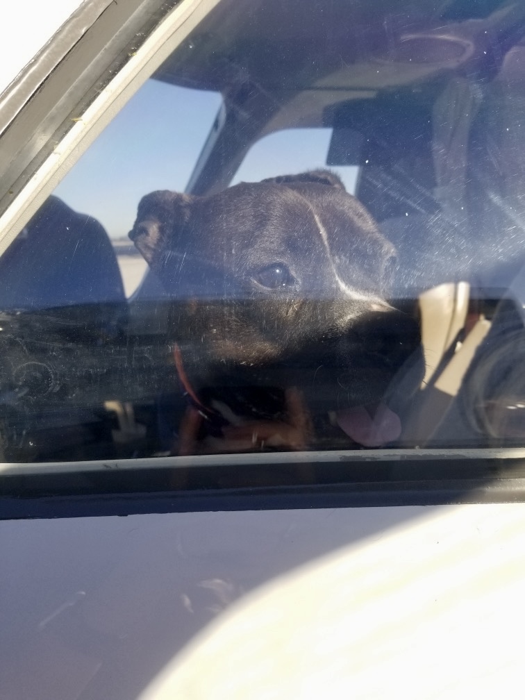 🐾 Another successful <a href="/PilotsNPaws/">Pilots N Paws</a> mission was accomplished this morning thanks to our favorite superhero, Captain Wick Zimmerman! 🐶

FBO: <a href="/SignatureFBO/">Signature Aviation</a>, Long Beach

#pilotsnpaws #dogrescue #furryflyers #aviation #adoptdontshop #freedomflight #animalrescue #flying