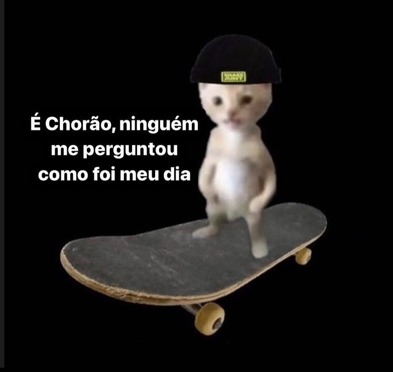 perfil dedicado a gatinhos e peitos (@odeiootaco) on Twitter photo 