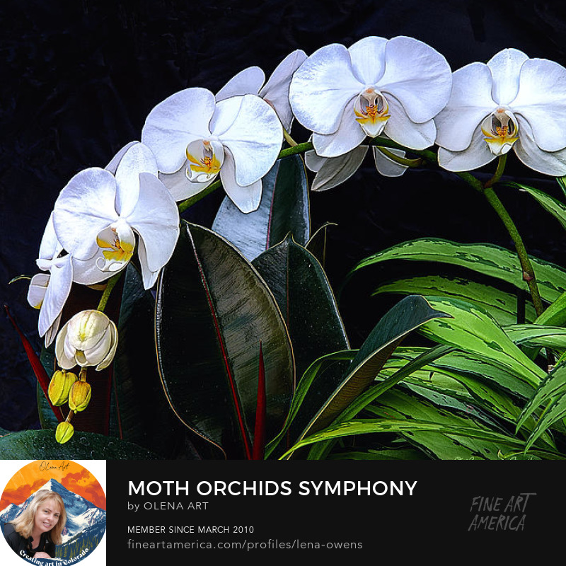 Vibrant photograph of Phalaenopsis orchids fineartamerica.com/featured/moth-… in full bloom with delicate white petals, hints of yellow and crimson, lush green leaves, and a dark background. #Phalaenopsisorchids #photography #mothorchids #delicatepetals #lushgreenery #floralbeauty