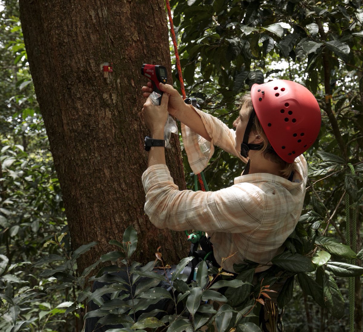 Lily Leahy (@leahylily) on Twitter photo Paper๐จ<a href="/EcographyJourna/">Ecography</a>
Extending a classic #macroecological hypothesis (Janzen 1967) to๐ณ&โฐ๏ธ: arboreal ants (from โฌ๏ธclimate variability habitat) have lower rates of species turnover across mountains than ground ants (fromโฌ๏ธclimate variability habitat) nsojournals.onlinelibrary.wiley.com/doi/10.1111/ecโฆ Paper๐จ<a href="/EcographyJourna/">Ecography</a>
Extending a classic #macroecological hypothesis (Janzen 1967) to๐ณ&โฐ๏ธ: arboreal ants (from โฌ๏ธclimate variability habitat) have lower rates of species turnover across mountains than ground ants (fromโฌ๏ธclimate variability habitat) nsojournals.onlinelibrary.wiley.com/doi/10.1111/ecโฆ