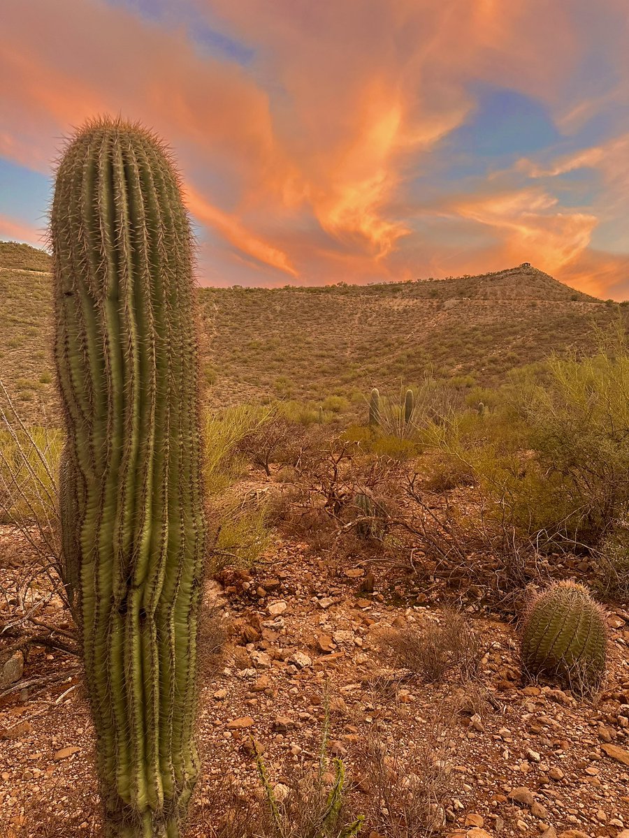 Tonight’s Desert Sky Line @whatsuptucson #AMountain #SentinelPeak #Saguaro 🌵🏜️