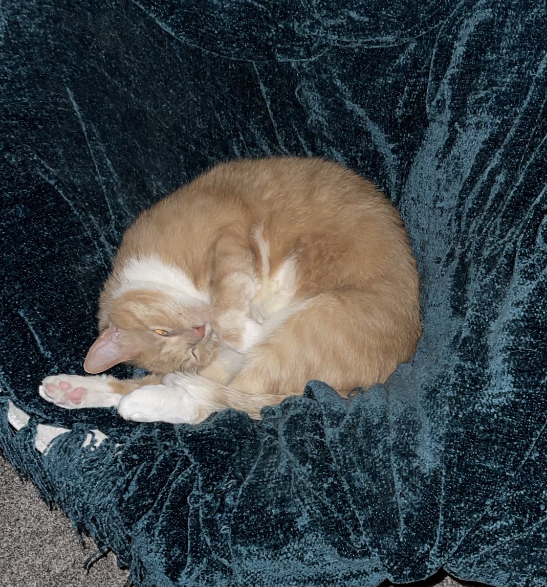 say some pawwrayers for me &amp; <a href="/MaggieMayPeese/">Maggie</a> brofur Darwin. 

Darwin is having bladder stones removed tomorrow morning ❤️