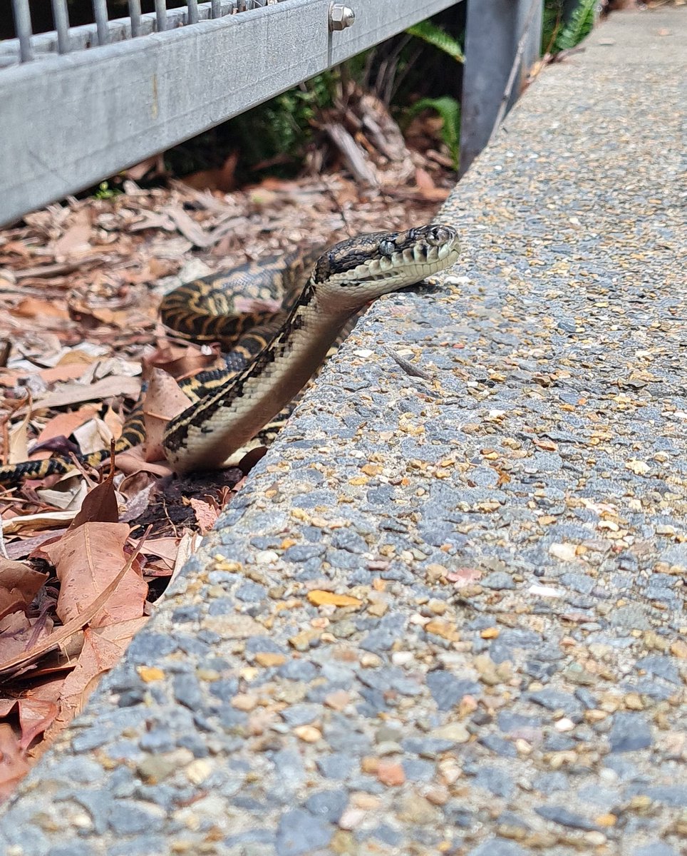 Campus wildlife