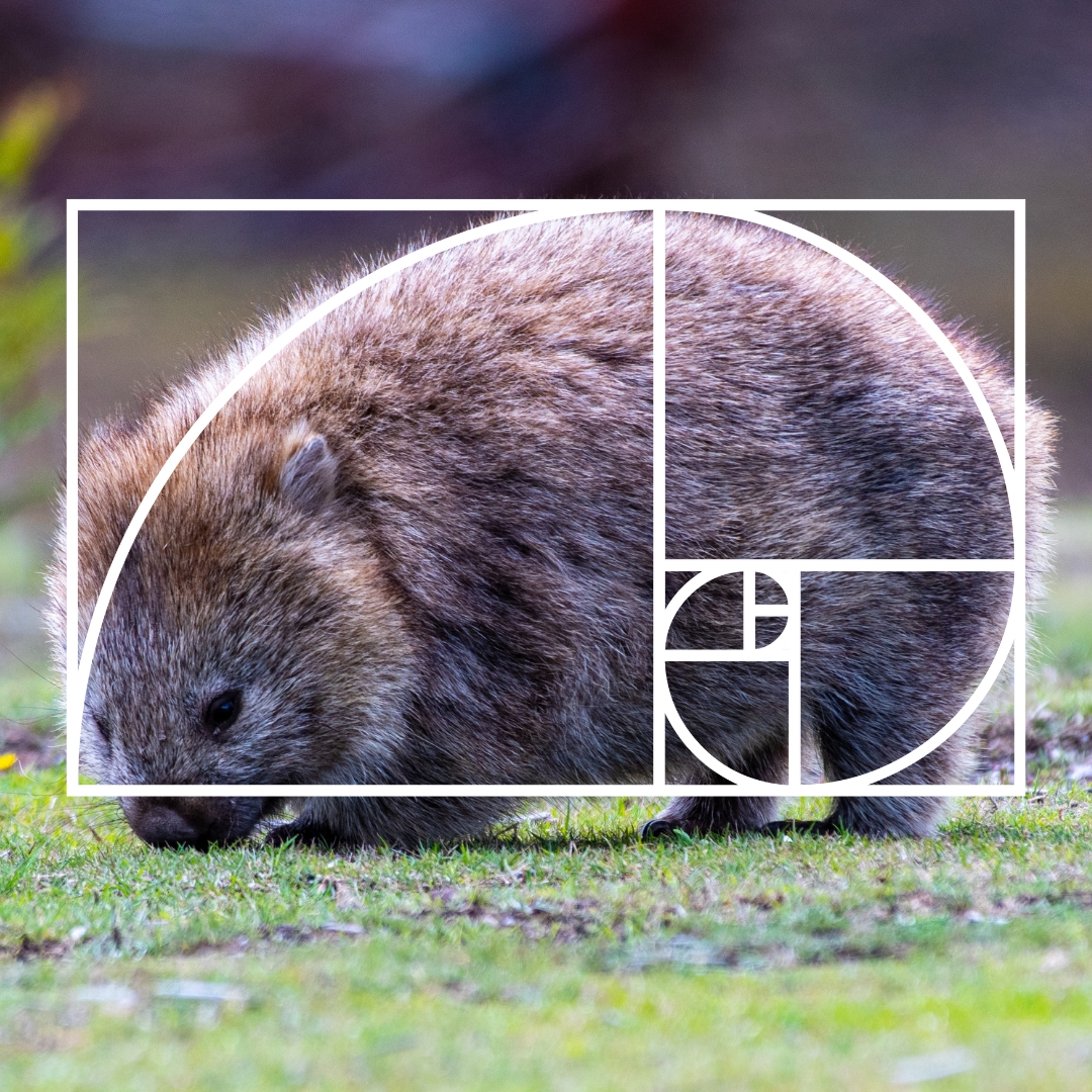 Mathematical proof: wombats are perfect. ❤️ From their noses to their rumps, wombats perfectly fit the golden ratio. A wombat's bum is extremely hard and is their biggest weapon. They can use their bum to block their burrow and potentially to crush predators! #WombatWednesday