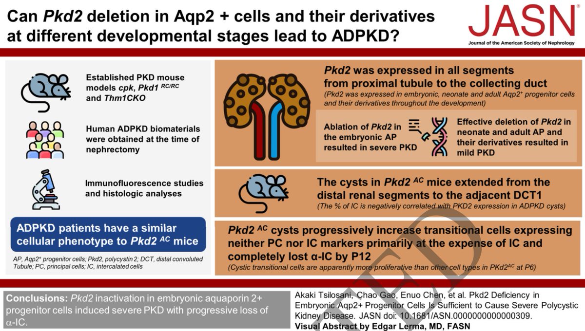 Check out my first official #VisualAbstracts for @JASN_News ca. 2024 #Nephpearls journals.lww.com/jasn/abstract/… journals.lww.com/jasn/abstract/… journals.lww.com/jasn/abstract/…