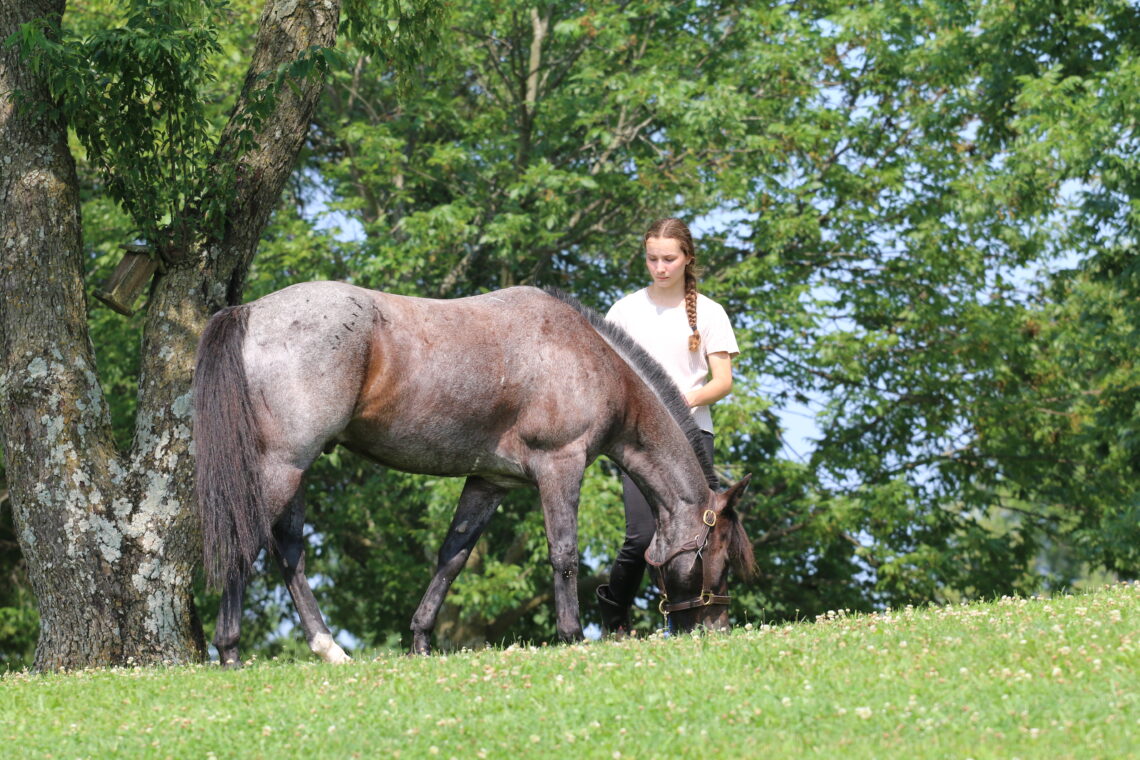 In addition to mounted and unmounted meetings with your club or center, you also have access to many educational resources through the Pony Club website.
👉 bit.ly/online-resourc…
#uspc #usponyclubs
