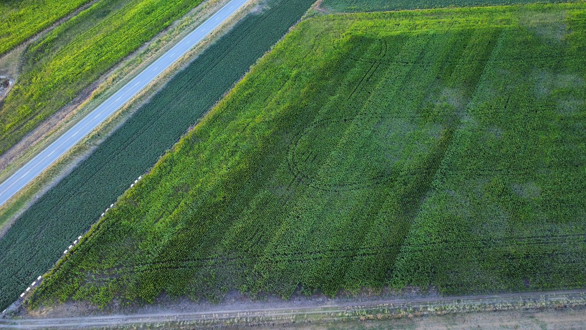 Recorrida de martes por uno de los ensayos de maíz que tenemos con @agrovetschang 🌽🌽
Fuerte estrés hídrico para los cultivos de la zona, algunos en pleno periodo crítico 😬🥵
Aguante corazón aguante 🙏