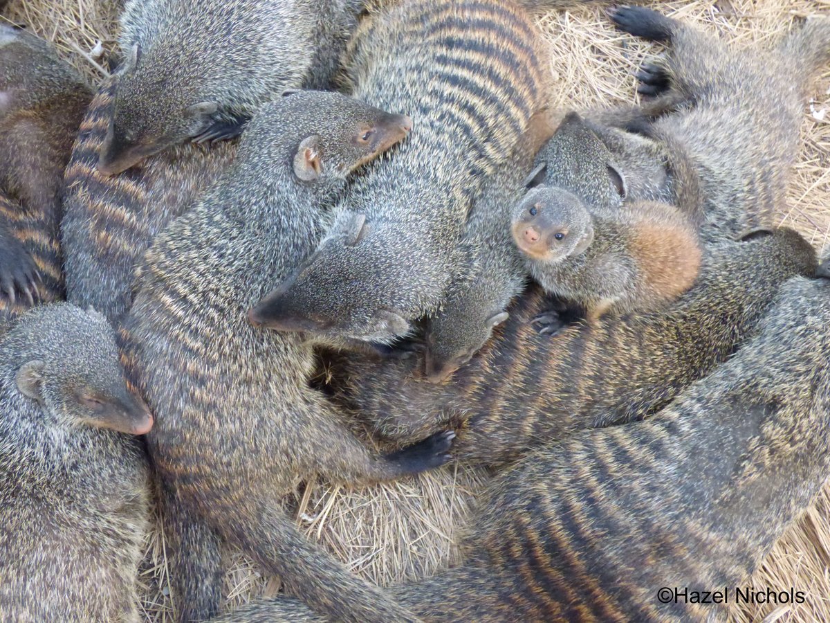 RSocPublishing's tweet photo. Read how small increases in ambient temperature reduce offspring body mass in an equatorial mammal - https://t.co/0U60PJYdfm | #environmentalscience #thermoregulation #bandedmongoose #BiologyLetters https://t.co/2gDrtq2wkd