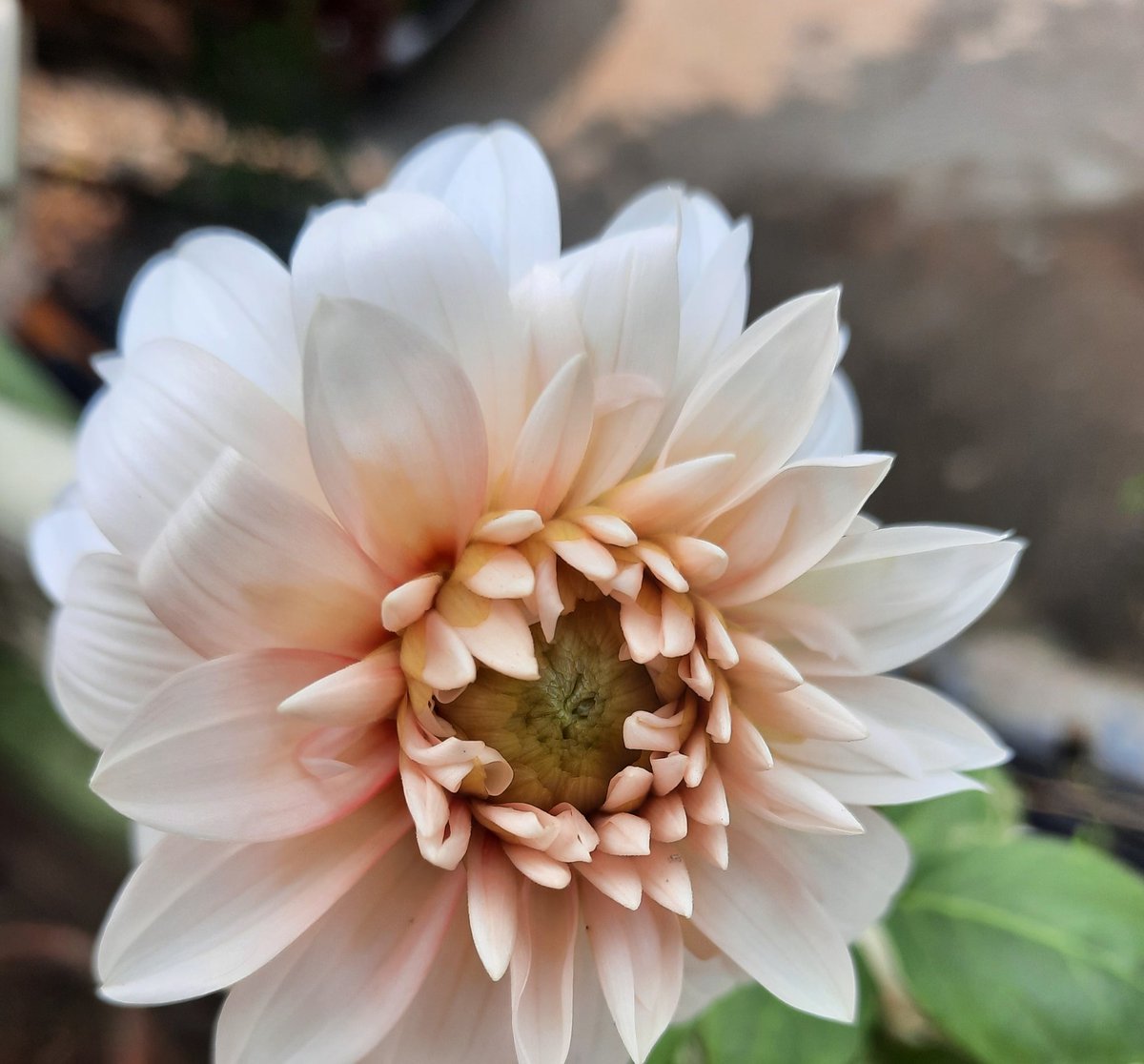 AshutoshMeher9's tweet photo. Some new blooms....#Dalhia https://t.co/6i5aScDlRc