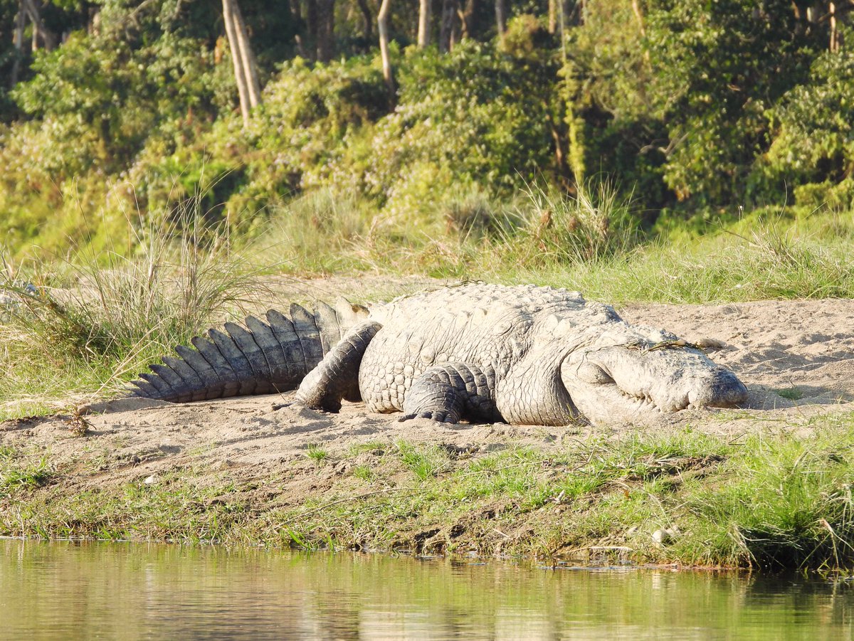 Mugger crocodile (Crocodylus palustris)
Chitwan National Park, Nepal
December 2023

#chitwannationalpark #muggercrocodile #mugger #marshcrocodile #crocodile #reptile #wildanimal #safari #jeepsafari #jungle #forests #nature #naturephotography